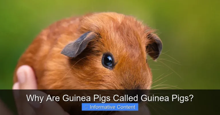 Why Are Guinea Pigs Called Guinea Pigs?