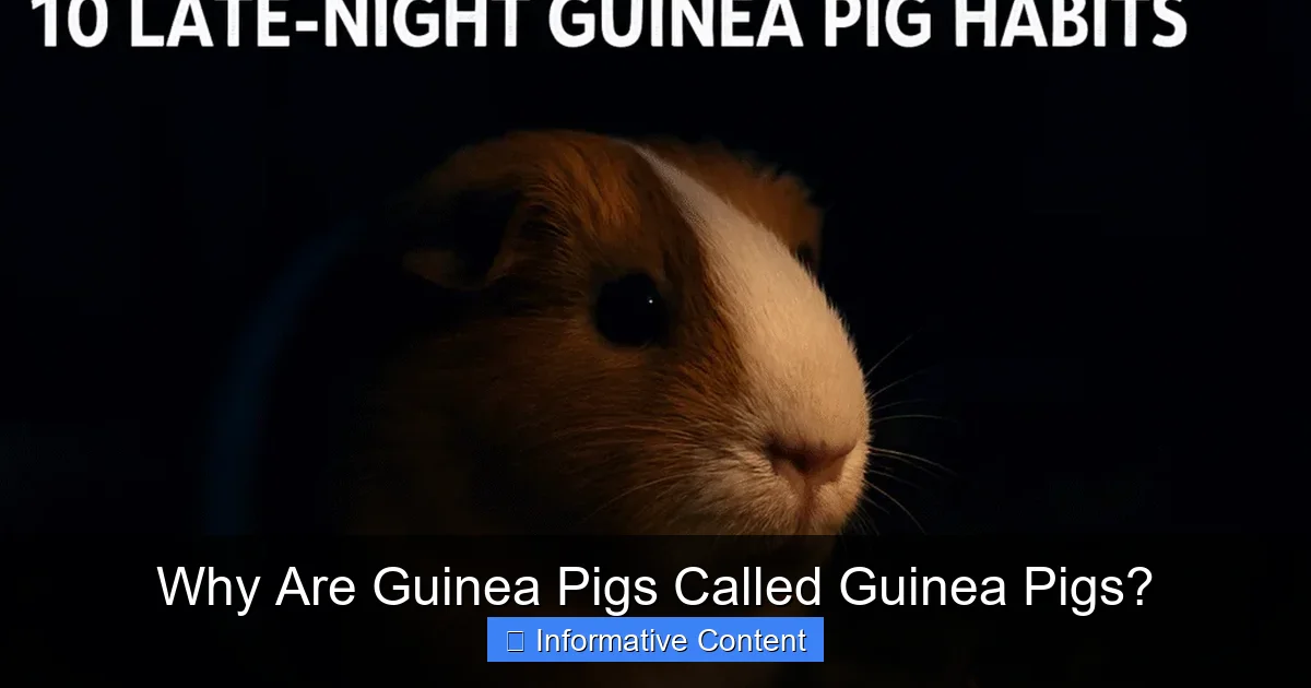 Why Are Guinea Pigs Called Guinea Pigs?