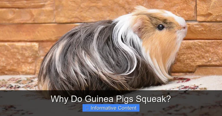 Why Do Guinea Pigs Squeak?