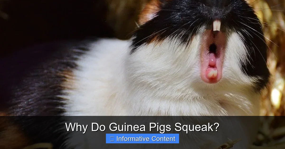 Why Do Guinea Pigs Squeak?